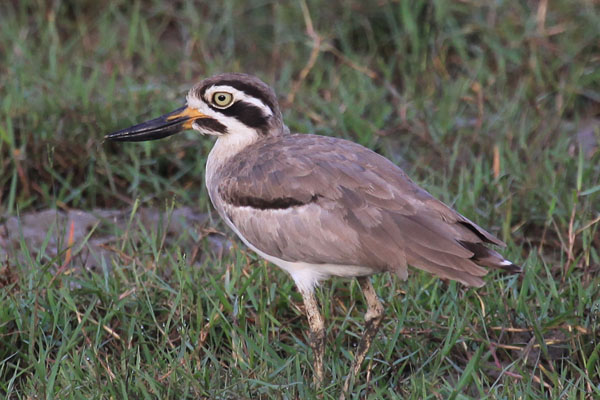 Great Thick-knee